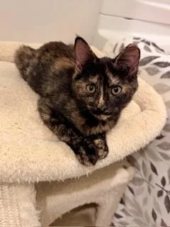 A baby medium-sized female Tortoiseshell cat named Autumn for adoption in Waxhaw, NC