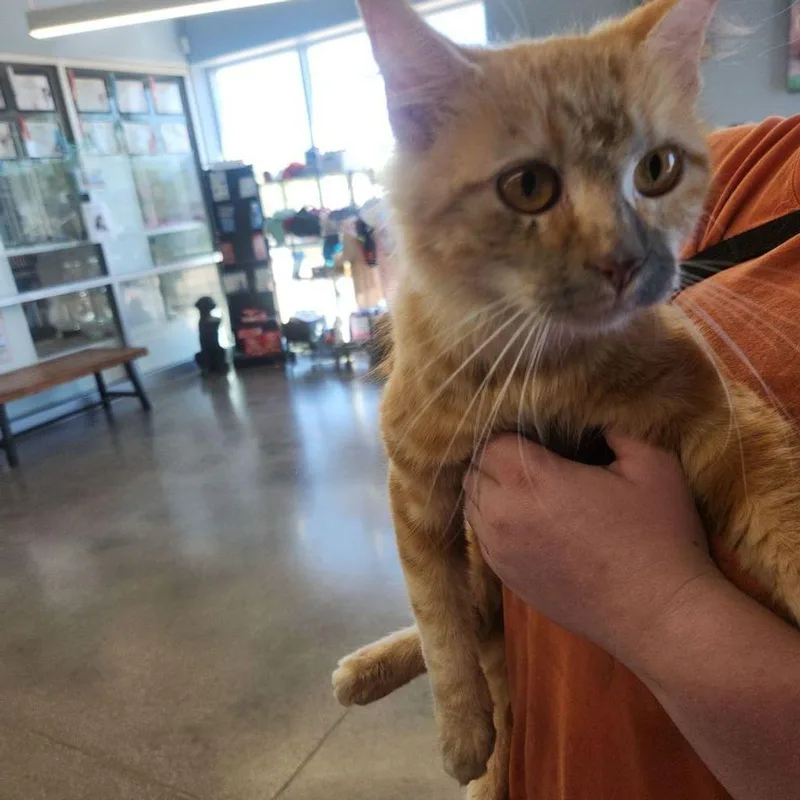 An adult medium-sized female Orange / Red Domestic Medium Hair cat named Soot for adoption in Kingman, AZ