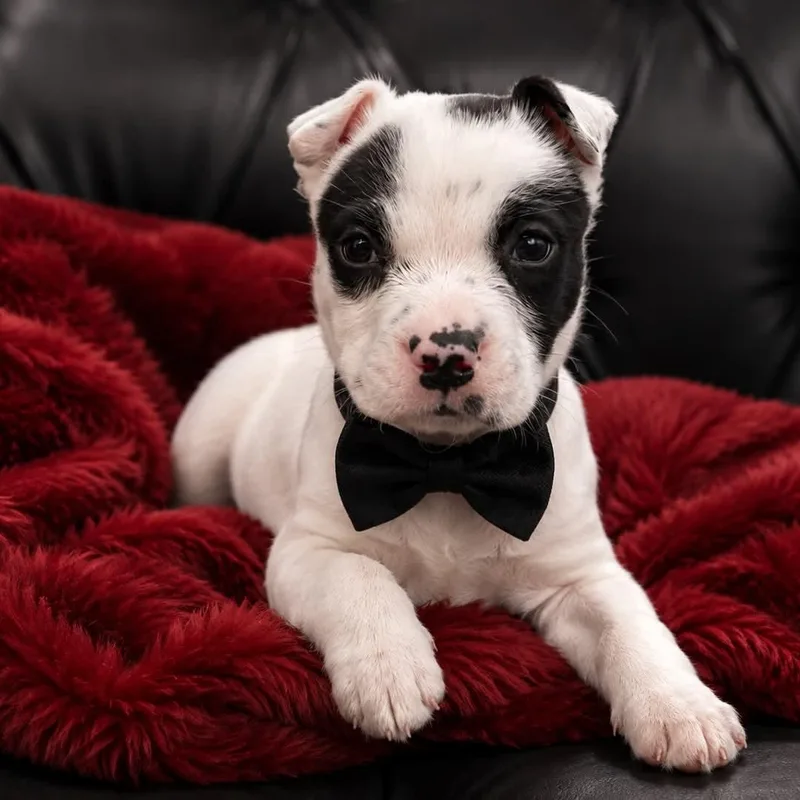 A baby medium-sized male American Staffordshire Terrier dog named Yogi for adoption in Crosby, TX