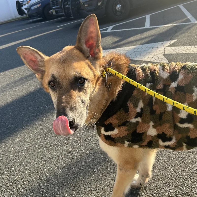 A senior large-sized male Brown / Chocolate German Shepherd Dog dog named Rex for adoption in Newark, NJ