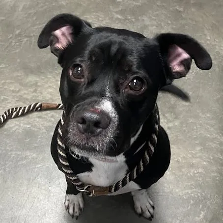 An adult large-sized female Black Mixed Breed dog named Muffin for adoption in DeKalb, IL