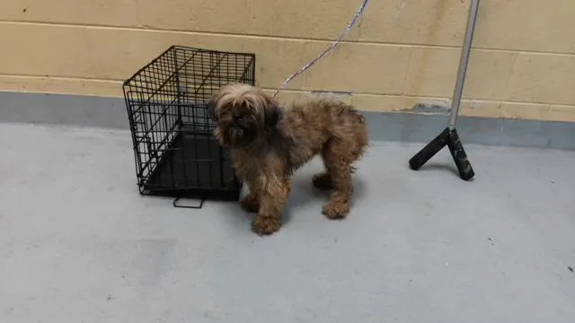 A young small-sized female Shih Tzu dog named Coco for adoption in Tulsa, OK