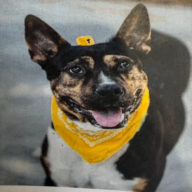 An adult small-sized male Brown / Chocolate Terrier dog named Mickey for adoption in East Smithfield , PA