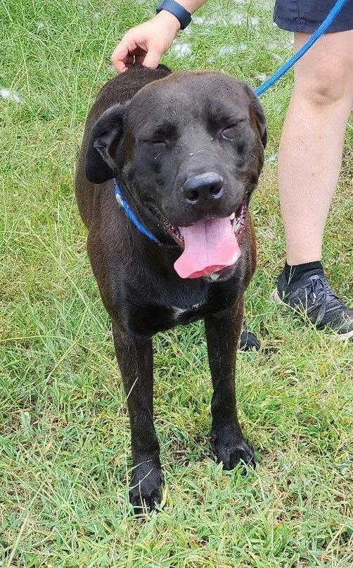 An adult large-sized male Chocolate Labrador Retriever dog named Duffy for adoption in Wetumpka, AL