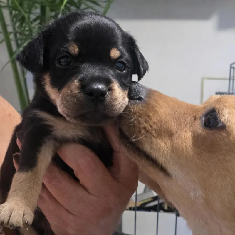 A baby small-sized female Black Terrier dog named Mila for adoption in San Diego, CA