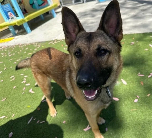 A young medium-sized female German Shepherd Dog dog named Regan for adoption in Baldwin Park, CA