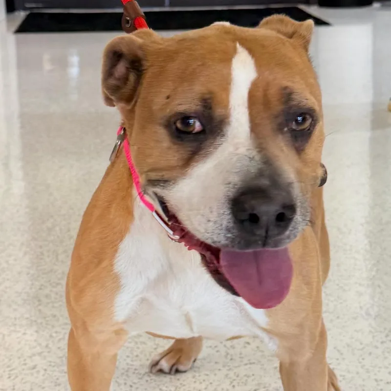 An adult medium-sized female Brown / Chocolate Mixed Breed dog named Shay A for adoption in Mission Hills, CA