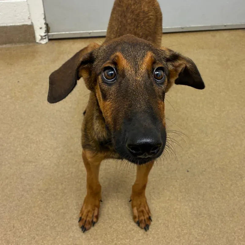 A baby small-sized female Brown / Chocolate Shepherd dog named Birdie for adoption in Corpus Christi, TX