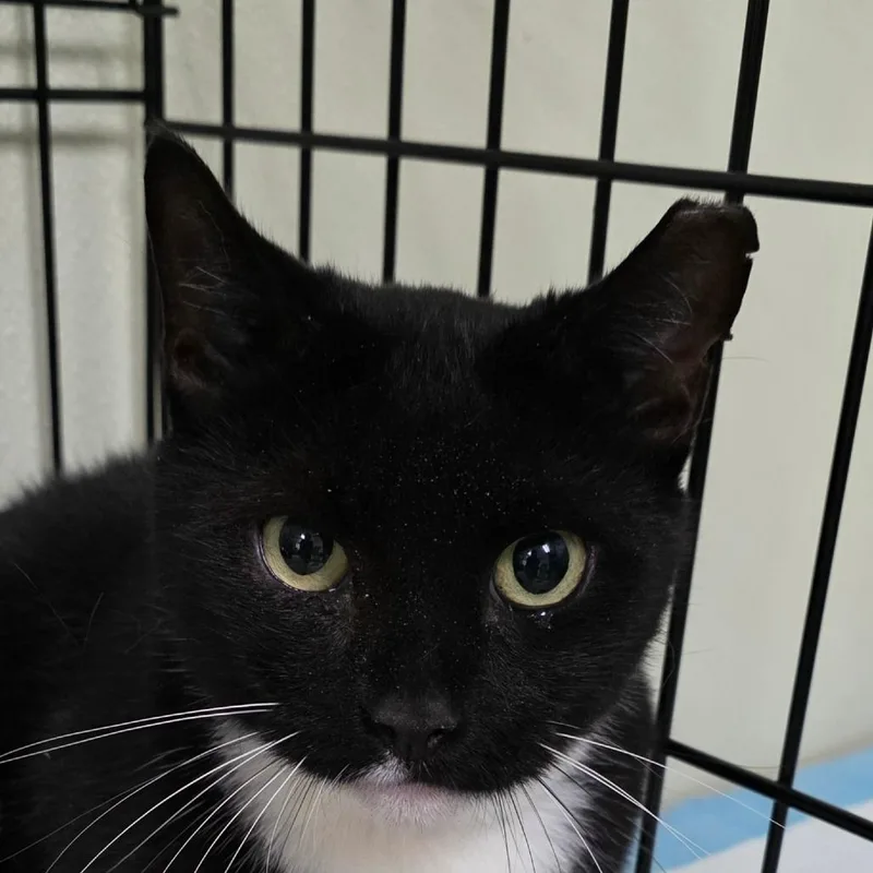 An adult medium-sized male Domestic Short Hair cat named Norman for adoption in Bronson, FL