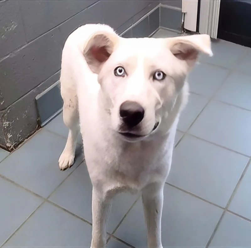 A young medium-sized male White / Cream Mixed Breed dog named Brody for adoption in Nashville, TN
