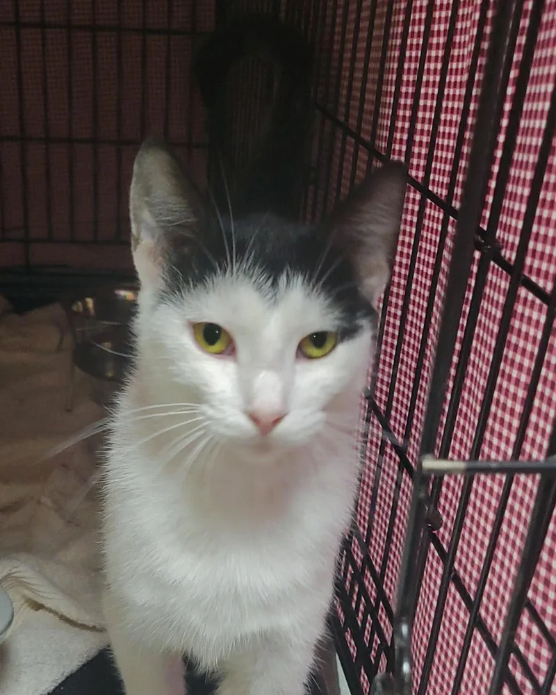 An adult medium-sized female Black Domestic Short Hair cat named Waterpark for adoption in Plover, WI