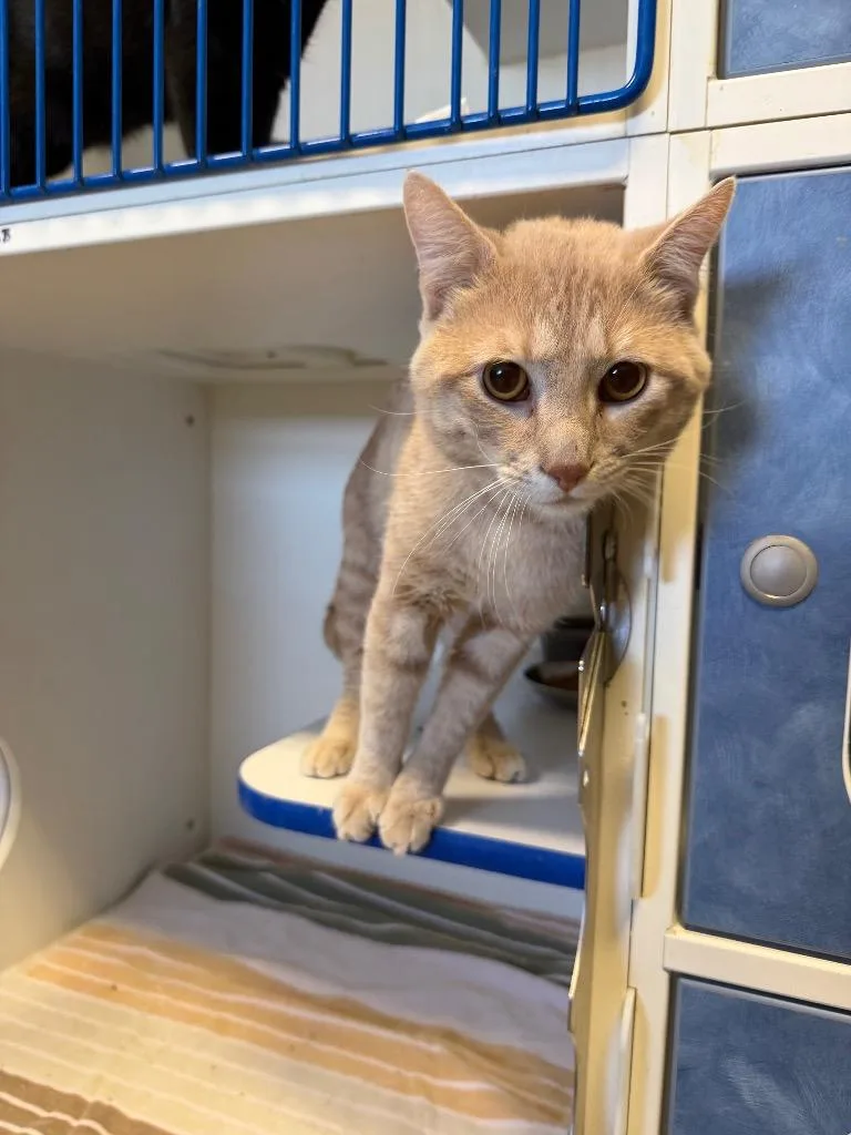 An adult medium-sized male Orange / Red Domestic Short Hair cat named Stink for adoption in Clinton, IL