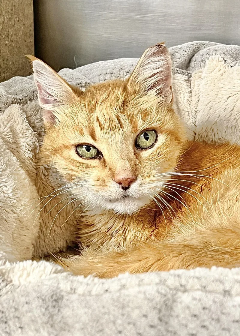 A senior medium-sized female Domestic Short Hair cat named Guinevere for adoption in Dublin, CA