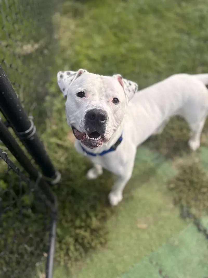 A young medium-sized male Mixed Breed dog named Cowboy for adoption in Pleasant Ridge, MI