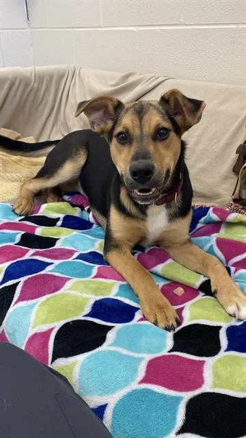 A young small-sized female German Shepherd Dog dog named Zara for adoption in Fort Wayne, IN