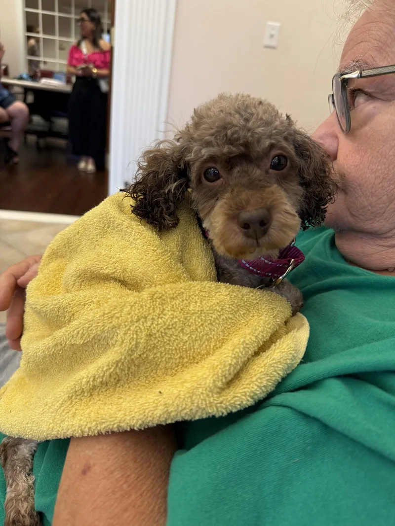 An adult small-sized male Poodle dog named Jerico for adoption in Holly Springs, NC