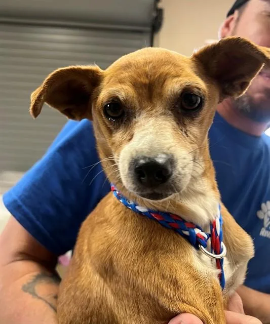 An adult small-sized female Chihuahua dog named Yolanda for adoption in Riverside, CA