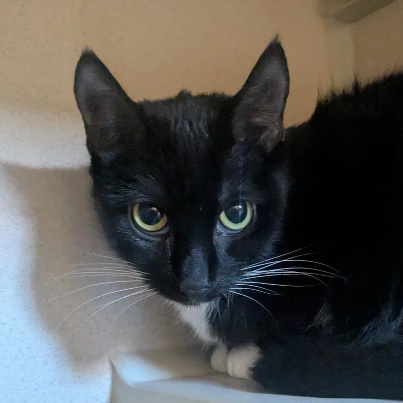 An adult medium-sized female Black Domestic Short Hair cat named Goldie for adoption in Providence, RI