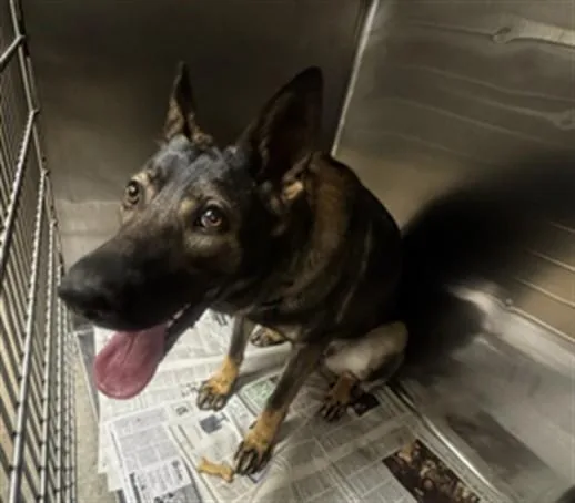 An adult large-sized female German Shepherd Dog dog named Luna for adoption in Van Nuys, CA