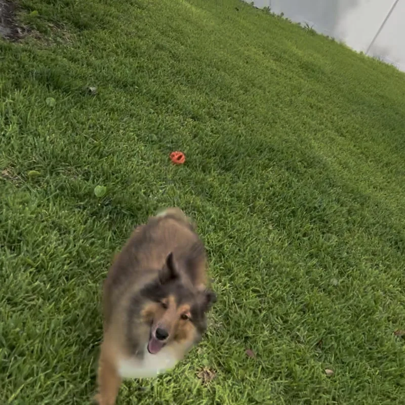 An adult small-sized female Sable Shetland Sheepdog / Sheltie dog named Ginger for adoption in Palm Bay, FL