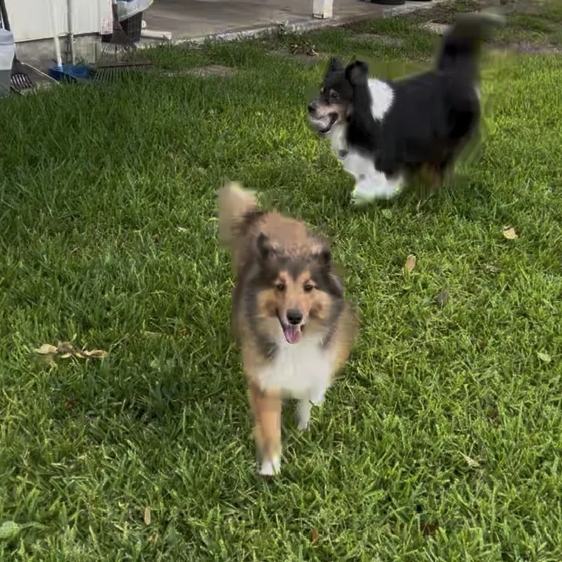 Ginger thumbnail 2