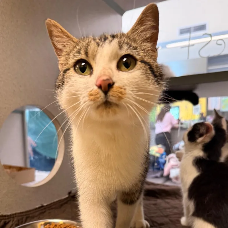 A young medium-sized female White Domestic Short Hair cat named Debra for adoption in Red House, WV