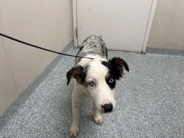 A young medium-sized male Australian Shepherd dog named Bruce for adoption in Garland, TX