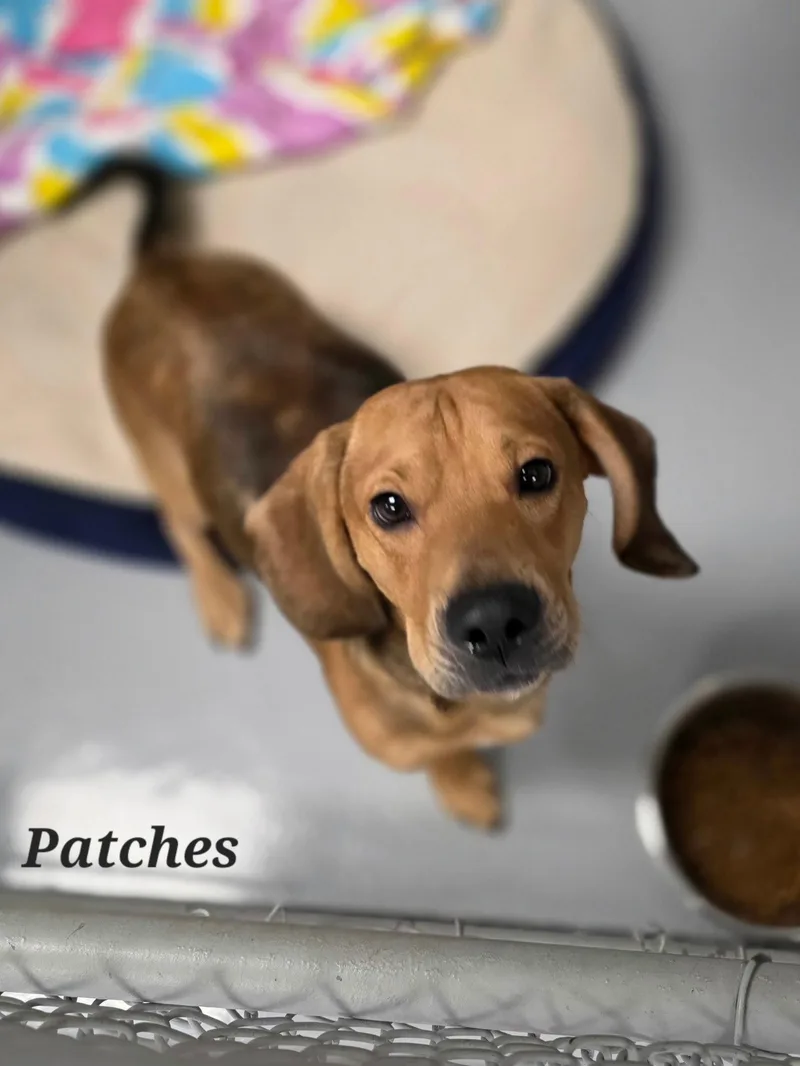 An adult medium-sized male Beagle dog named Patches for adoption in Brookville, OH