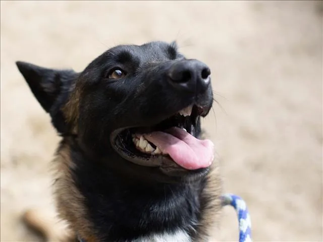 An adult large-sized male Belgian Shepherd / Malinois dog named Theodore for adoption in Martinez, CA