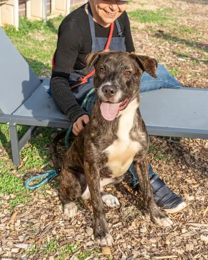 A young medium-sized male Mixed Breed dog named Dale for adoption in Chamblee, GA