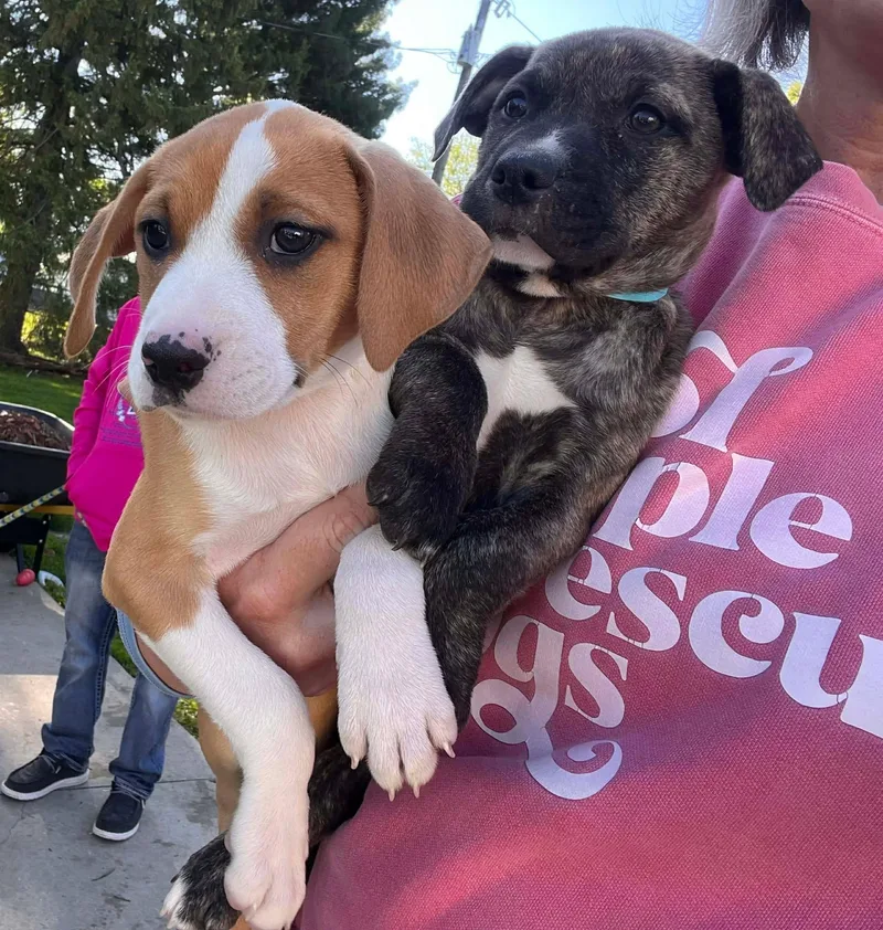 A baby large-sized male Brindle Black Mouth Cur dog named Archie for adoption in Clinton, WI