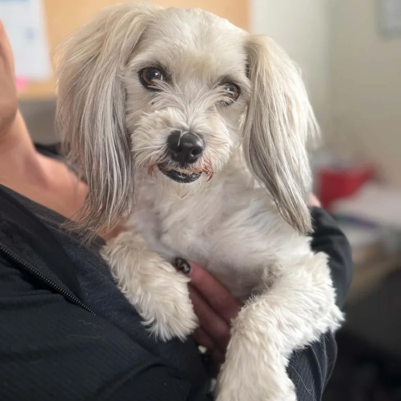 An adult small-sized male White / Cream Havanese dog named Panchito for adoption in Incline Village, NV