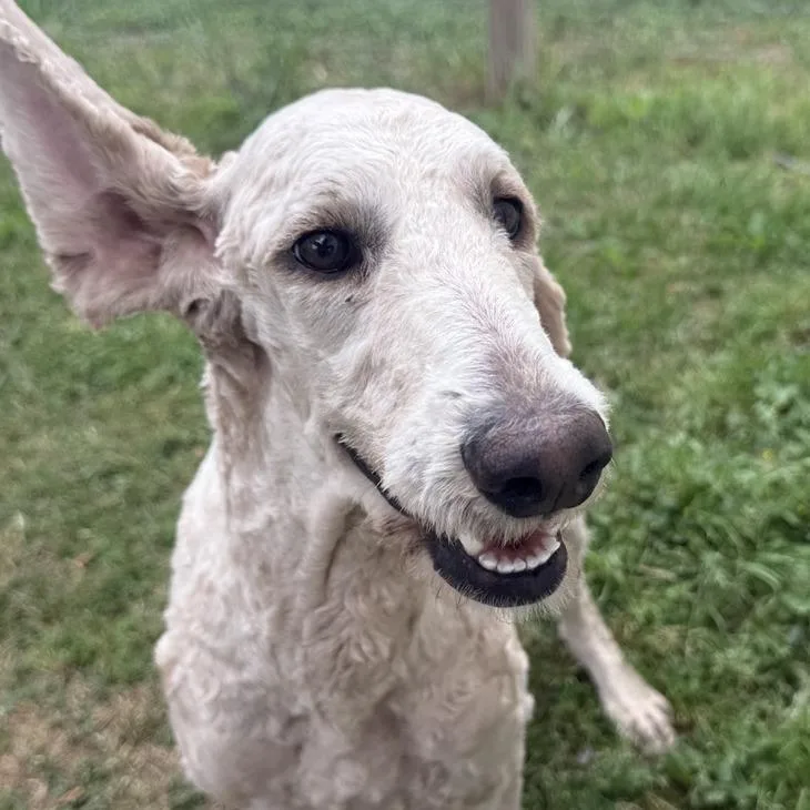 Gwenivier Swan thumbnail 2