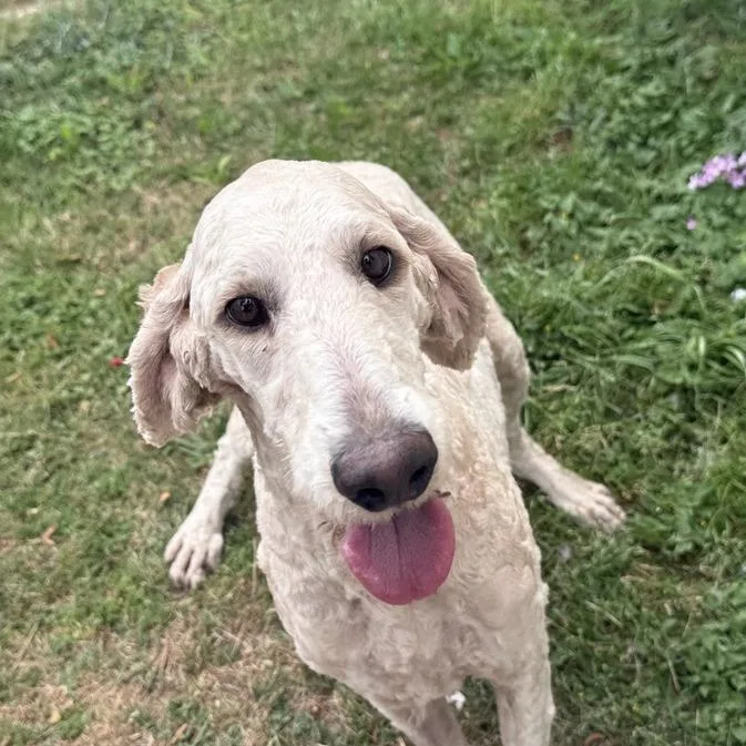 Gwenivier Swan thumbnail 3