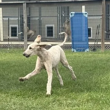 Gwenivier Swan thumbnail 4