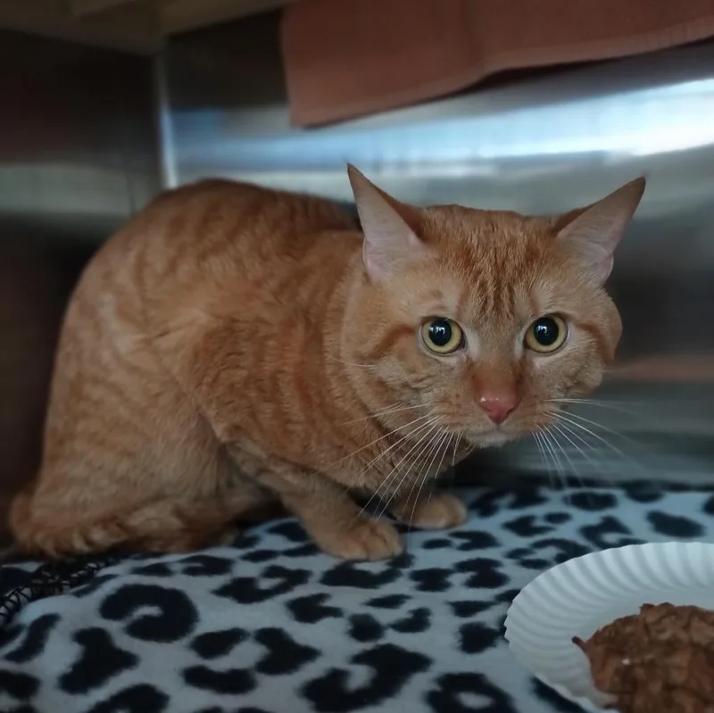 A young small-sized male Domestic Short Hair cat named Quasimodo for adoption in Hyde Park, NY