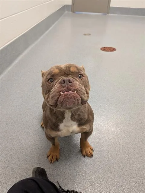 An adult small-sized male American Bulldog dog named Bob for adoption in Indianapolis, IN
