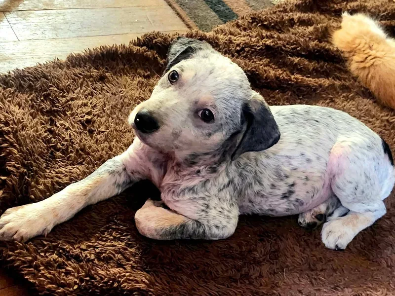 A baby medium-sized female Black Australian Cattle Dog / Blue Heeler dog named Tater for adoption in Dysart, IA