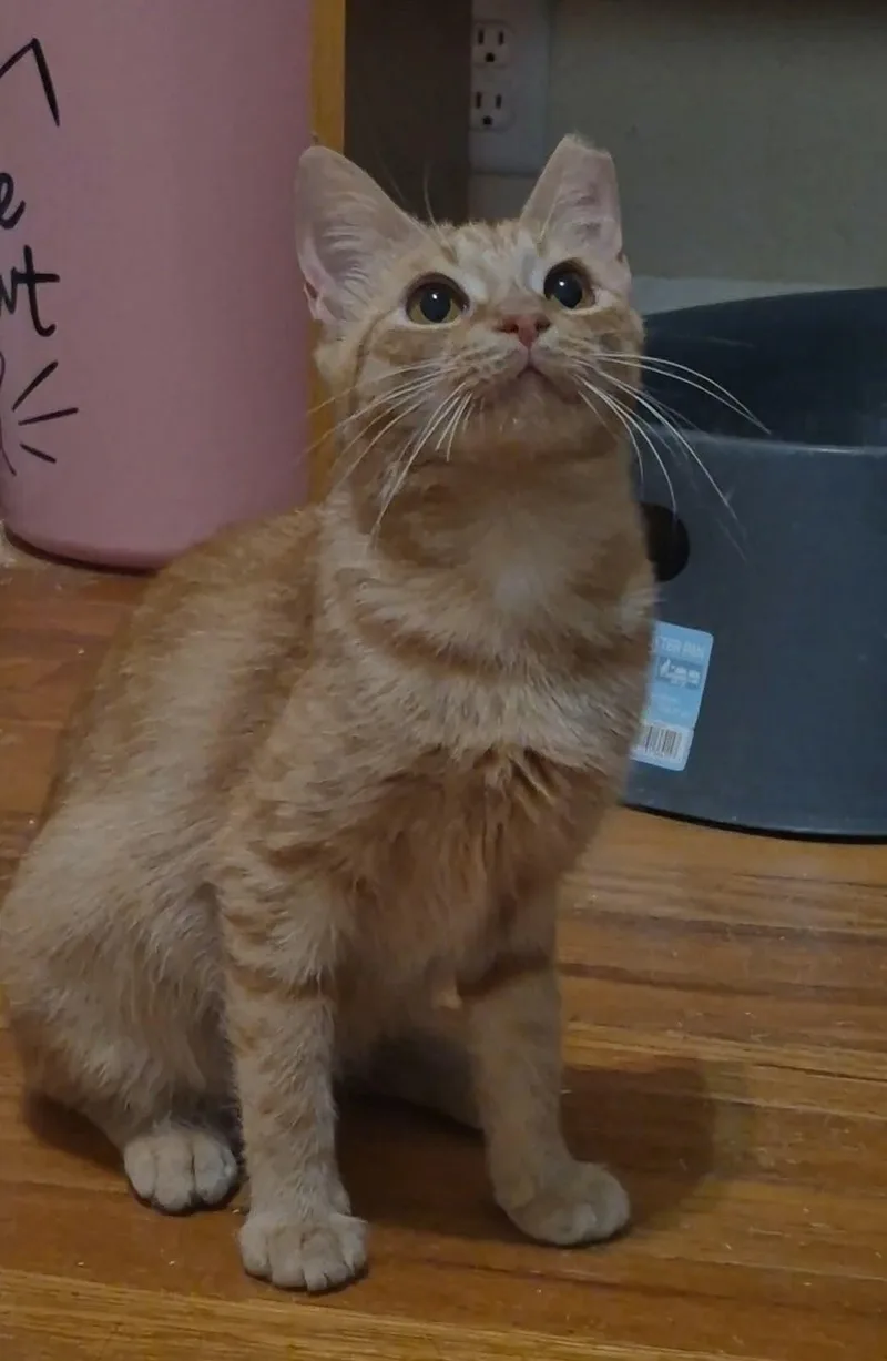 A young medium-sized female Tabby (Orange / Red) Domestic Short Hair cat named Sola for adoption in Fort Oglethorpe, GA