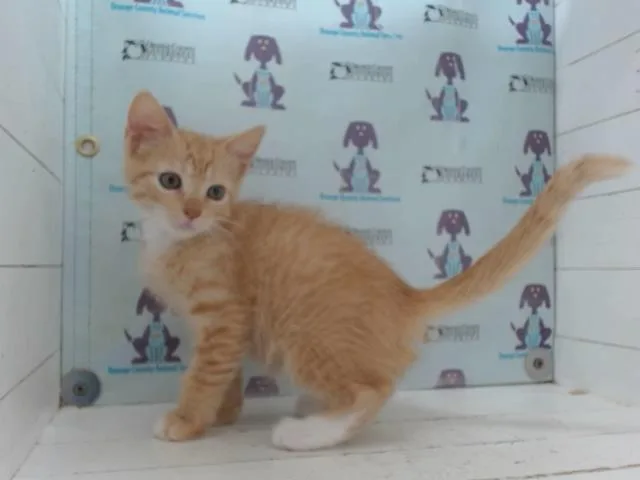 A baby small-sized male Domestic Short Hair cat named Starlord for adoption in Orlando, FL
