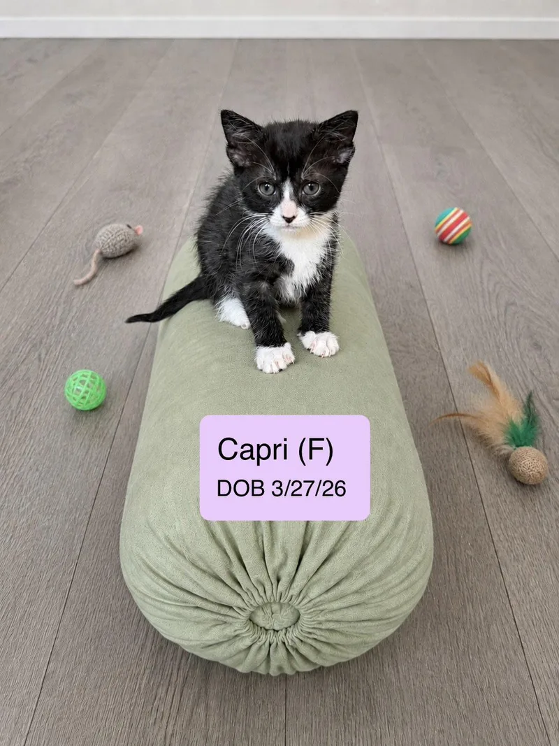 A baby medium-sized female Black & White / Tuxedo Tuxedo cat named Capri for adoption in Vacaville, CA