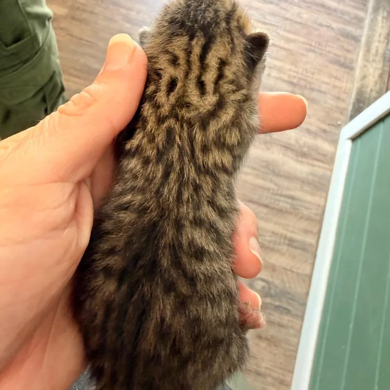 A baby small-sized female Brown / Chocolate Domestic Short Hair cat named Myrcella for adoption in Evensville, TN