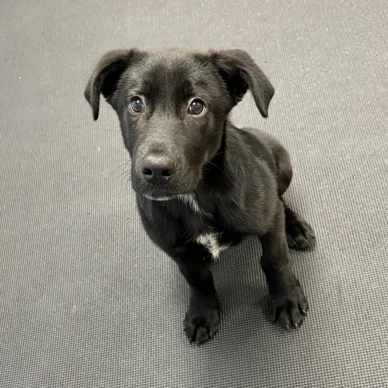 A baby small-sized male Black Mixed Breed dog named Leonardo for adoption in Wantagh, NY