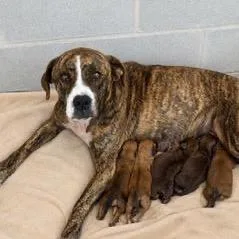 An adult medium-sized female Brindle Hound dog named Ally for adoption in Tampa, FL