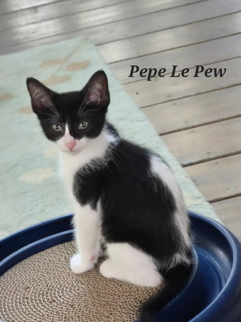 A young large-sized male Tuxedo cat named Pepe Le Pew for adoption in Wheeling, IL
