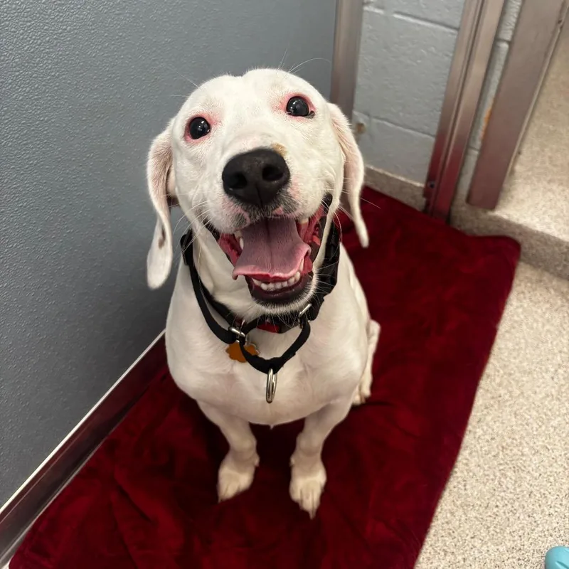 A young medium-sized male White / Cream Beagle dog named Moses for adoption in Naperville, IL