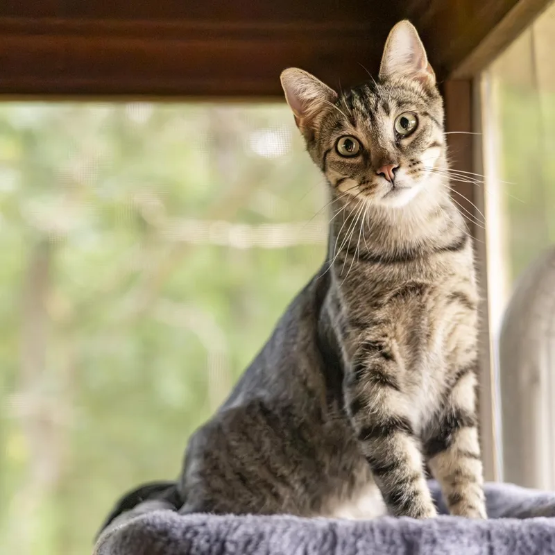 A young medium-sized male Tabby (Brown / Chocolate) Domestic Short Hair cat named Kyle for adoption in Lone rock, WI