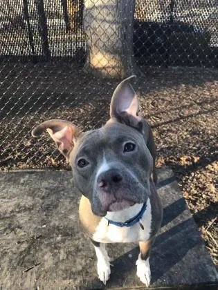 An adult large-sized female Mixed Breed dog named Lucy for adoption in Fairfax, VA
