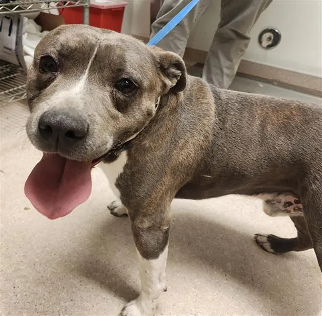 A young large-sized male Pit Bull Terrier dog named Croc for adoption in Bakersfield, CA