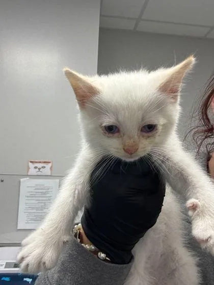 A baby small-sized male Domestic Short Hair cat named Sundrop for adoption in Sevierville, TN